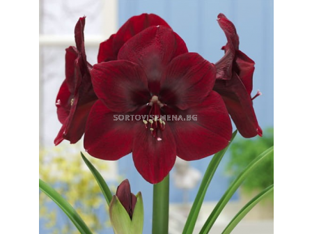 Амарилис galaxy Premiere - 1 бр. - 2