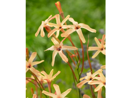 Иксия  paniculata Eos - 1 бр. - 1