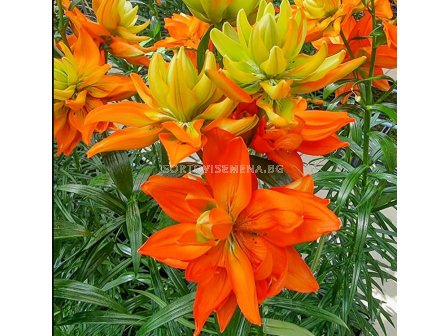 Лилиум la-hybrids 'Hulk' 16/18 - 1 бр.