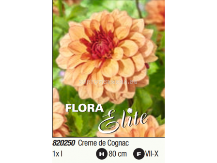 Далия decorative Creme de Cognac - 1 бр. - 2