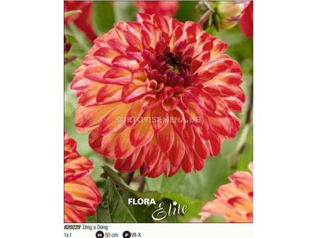 Далия decorative Ding a Dong - 1 бр. - 1