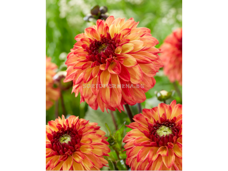 Далия decorative Ding a Dong - 1 бр. - 2