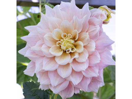 Далия decorative dinnerplate Break Out - 1 бр. - 1