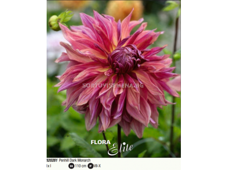 Далия decorative dinnerplate Penhill Dark Monarch - 1 бр. - 3