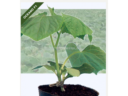 Подложка за дини Oceano F1 - 100 сем.