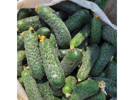 Семена корнишони Мадрилене F1 - 250 семена