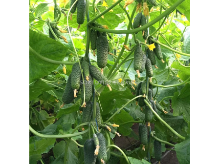 Семена корнишони  Мадейра F1 - 250 семена