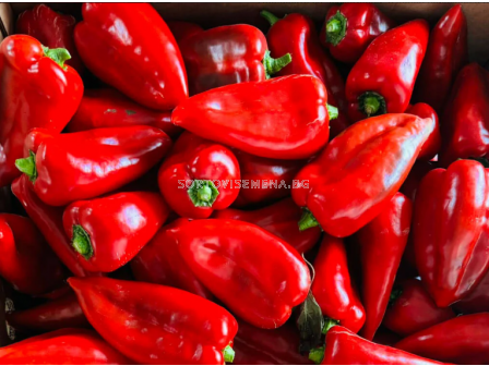 Семена пипер Елито F1 - 1000 семена