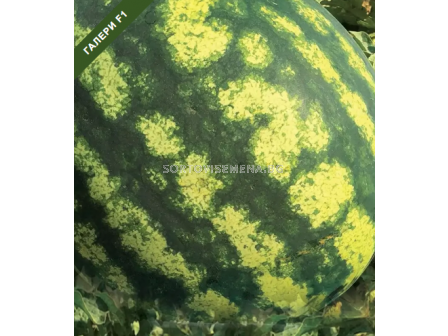 Семена дини Галери F1 - 250 семена