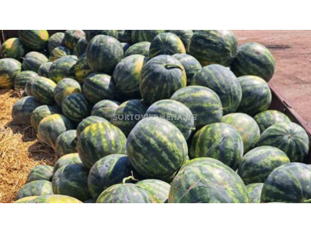 Семена дини Бонта F1-250 семена