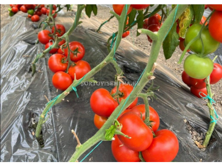 Семена домат SVTH3053 F1 (червен) - 500 семена