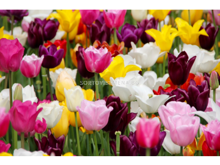 Лалета микс 50 бр.