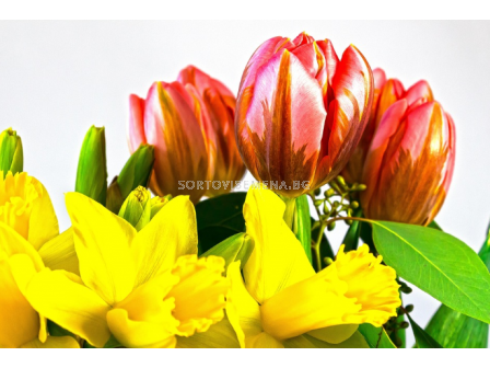 Лалета микс (20 бр.) + нарциси микс (5 бр.)