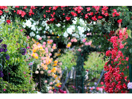 РАЗПРОДАЖБА НА РОЗИ (корени) - 5 бр.микс