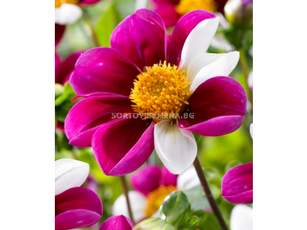 далия Mignon Twyning's Smartie