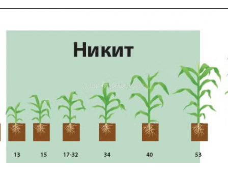 НИКИТ - 12л