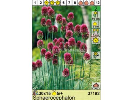 Декоративен лук Sphaerocephalon - пакет: 1 оп. - 15 бр.