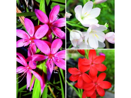 Шизостилис микс / Schizostylis mix / 5 бр  - sortovisemena.bg Шизостилис микс / Schizostylis mix / 5 бр