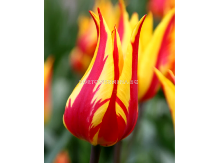 Лале Lily-flowered Firework 