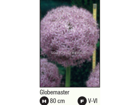 Декоративен лук (Allium Globemaster)