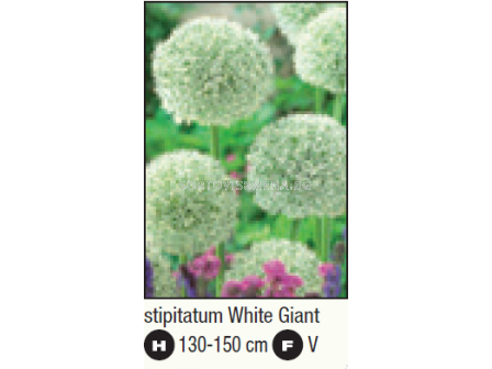 Декоративен лук White Giant/ Allium 'White Giant - 1 бр.