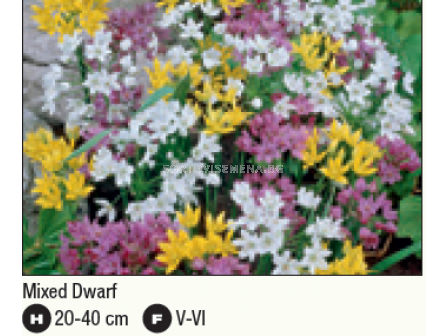 Декоративен лук микс/ Allium mixed - 1 бр.