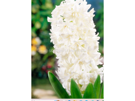 Зюмбюл/ Hyacinths double 'White Fleur - 1 бр.