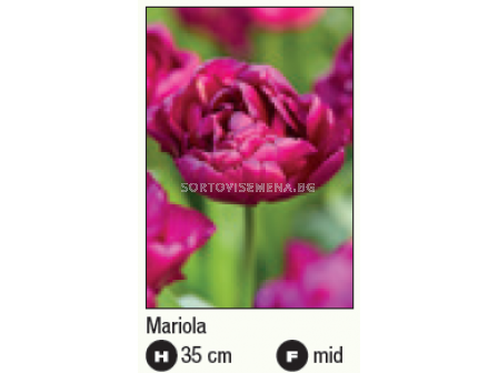 Лале/ Tulips double early Mariola - 1 бр. - 2