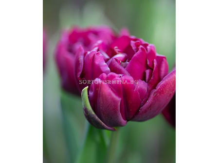 Лале/ Tulips double early Mariola - 1 бр. - 1