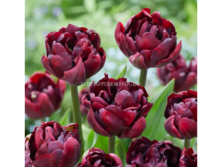 Лале double early Palmyra - 1 бр.