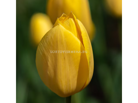 Лале/ Tulips triumph 'Kikomachi - 1 бр.