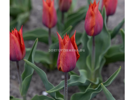 Лале/ Tulip triumph Request - 1 бр.