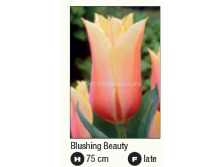 Лале/ Tulip single late Blushing Beauty - 1 бр. - 2