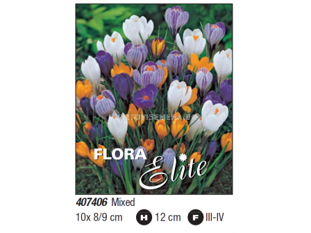 Минзухари вернус микс/ Crocus vernus mixed - Пакет с 10 бр.