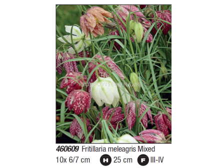 Фритилария микс/ Fritillaria meleagris mixed - Пакет с 10 бр.