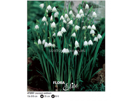 Блатно кокиче/ Leucojum aestivum - Пакет с 10 бр.