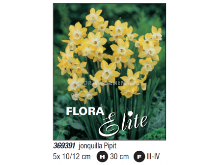 Нарцис jonquilla Pipit - Пакет с 5 бр.