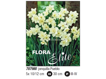 Нарцис jonquilla Pueblo - Пакет с 5 бр.