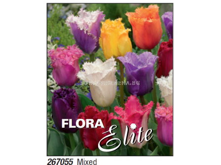Лале микс/ Tulipa fringed mixed - Пакет с 7 бр.