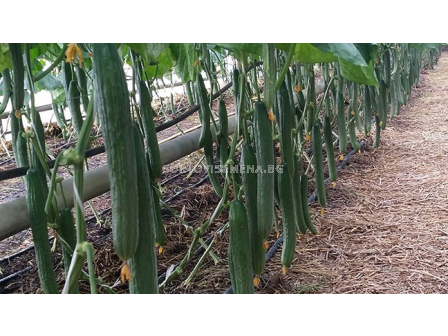 Семена краставици ТРИМАКС (оранжерийна) - 500 с.