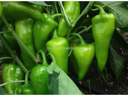 Семена пипер ДАРОВИТА /капия/ - 1000 с.