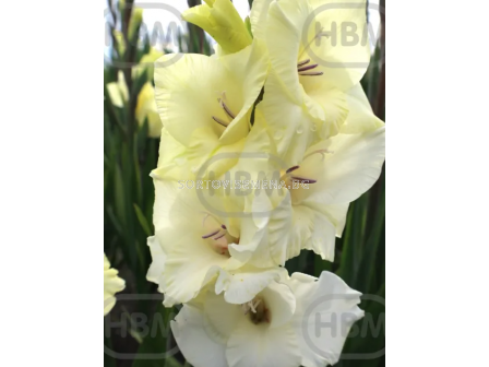 Гладиол Amber - 1 бр. - 2