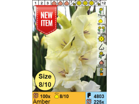 Гладиол Amber - 1 бр. - 1