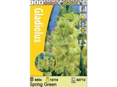 Гладиол Spring Green - 1 бр. - 2