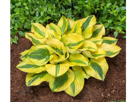 Хоста Glad Rags - 1 бр.