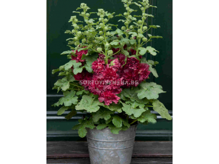 Ружа-джудже Crimson - 1 бр. фиданка (30 см)