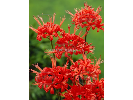 Нерине Sarniensis - 1 бр. размер 12/14 - 2