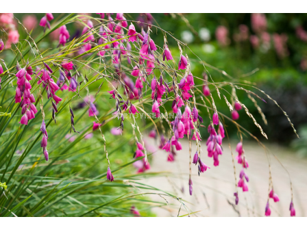 Диерама/ Dierama pulcherrimum -  1 бр. - 2