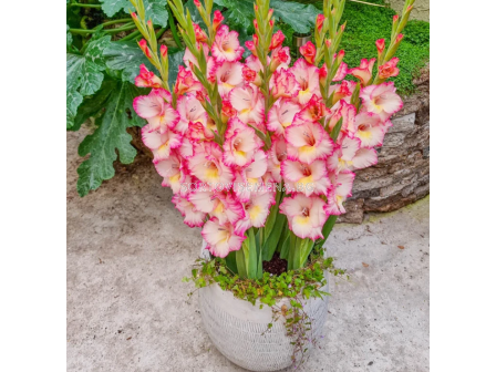 Гладиол small-flowered glamini Emmy - 1 бр.