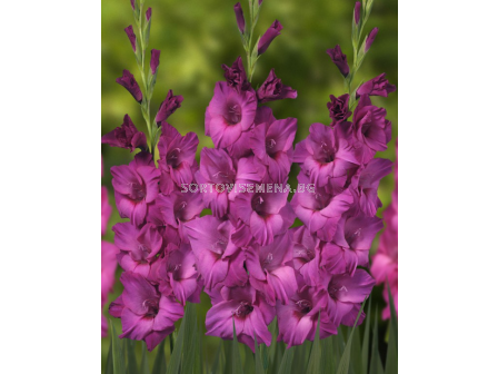 Гладиол large-flowered 'Thalia' - 1 бр.